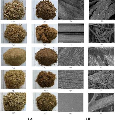 Steam explosion processing intensifies the nutritional values of most crop byproducts: Morphological structure, carbohydrate-protein fractions, and rumen fermentation profile